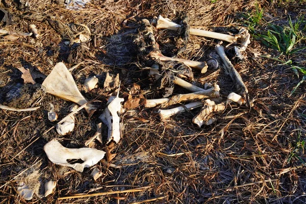 Pile of deer bones and carcass laying on side of road