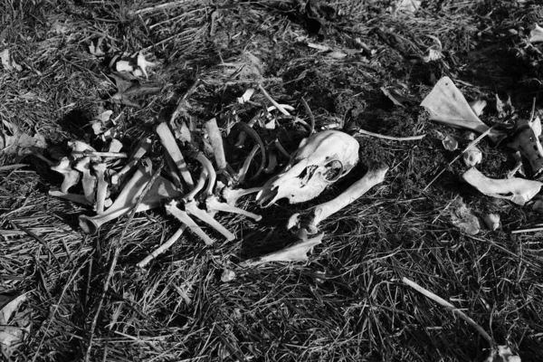 Σωρός Οστών Ελαφιών Και Σφαγίων Που Κείτονται Στην Πλευρά Του — Φωτογραφία Αρχείου