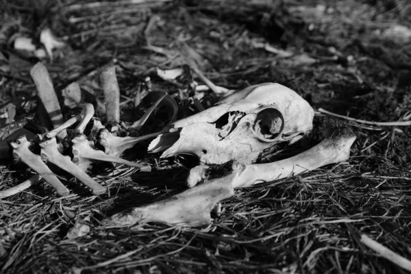Pile Cerfs Carcasses Posée Sur Bord Route — Photo