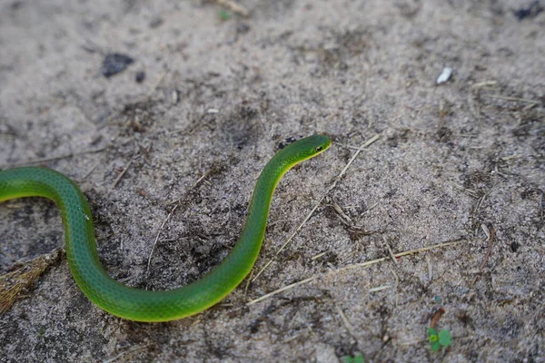 Opheodrys Λείο Πράσινο Φίδι Γρασίδι Γλιστρά Μέσα Από Ξηρό Γρασίδι — Φωτογραφία Αρχείου