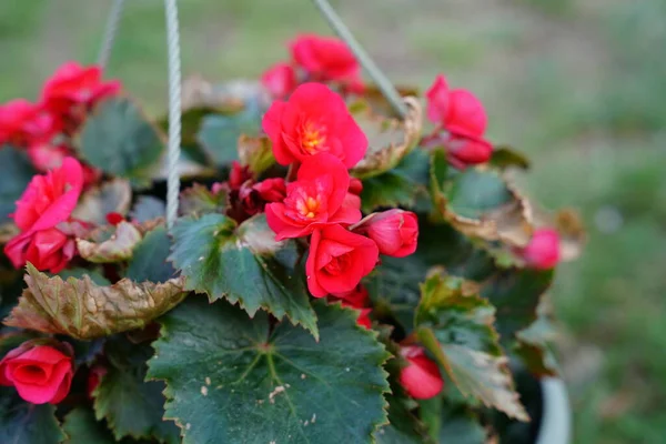 Begonias Rouges Poussant Dans Pot Printemps — Photo