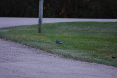 Yeşil çayırdaki küçük kuşun yakın plan çekimi.