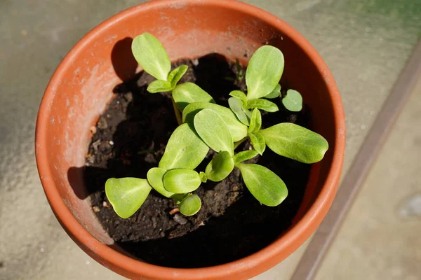 stock image Sunflower sprouts growing in a pot of soil