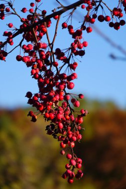 Amerikan Holly Tree Ilex opaca üzümleri sonbahar mevsiminde ağaçlarda yetişir..