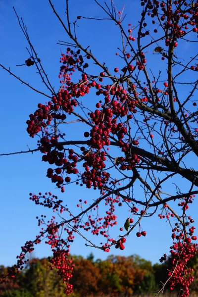 American Holly Tree Ilex Opaca Bacche Che Crescono Sugli Alberi — Foto Stock