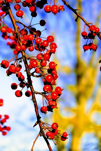 American Holly Tree Ilex opaca berries growing on trees during the autumn season.