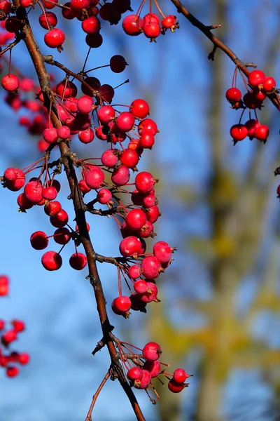 American Holly Tree Ilex Opaca Bessen Groeien Aan Bomen Tijdens — Stockfoto
