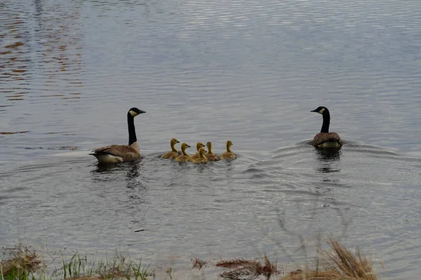 Flock Geese Lake — Stock Photo, Image