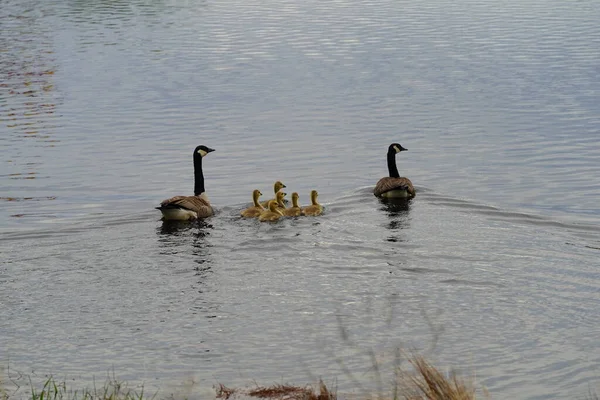 Flock Geese Lake — Stock Photo, Image