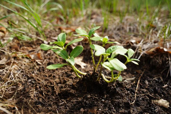 Sunflower Sprouts Growing Out Ground — Stock Photo, Image