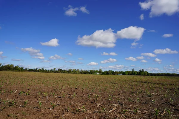 Растет Кукуруза Открытом Сельскохозяйственном Поле — стоковое фото