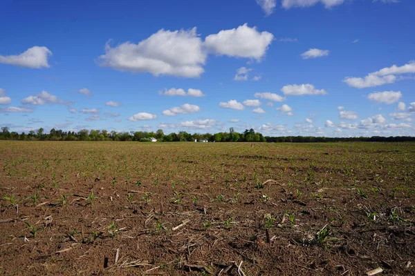 Corn Crop Sprouts Growing Open Farm Field — Stock Photo, Image