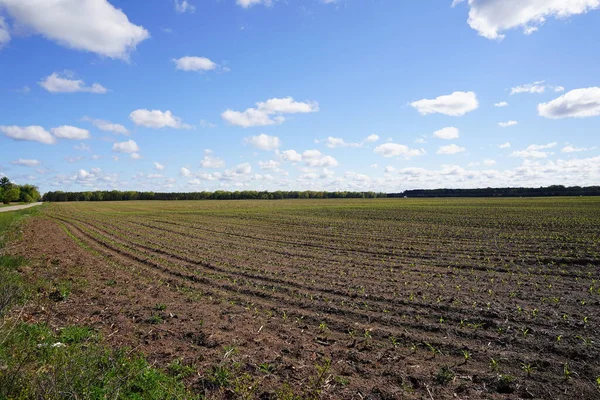 Растет Кукуруза Открытом Сельскохозяйственном Поле — стоковое фото