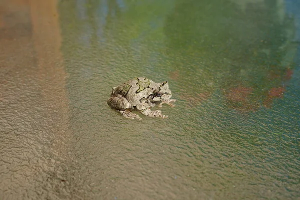科普的灰色树蛙坐在外面 — 图库照片