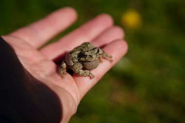 Cope 'nin Gri Ağaç Kurbağası insan ellerinde dinleniyor