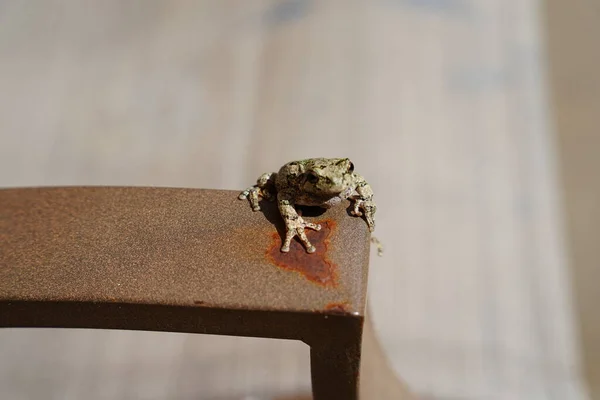 Γκρι Βάτραχος Του Cope Βρέθηκε Έξω Κάθεται Γύρω — Φωτογραφία Αρχείου