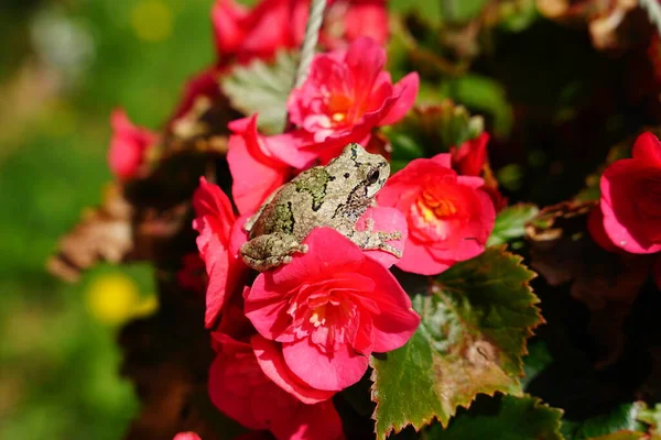 Серая Лягушка Коупа Сидит Красных Цветах Бегонии — стоковое фото