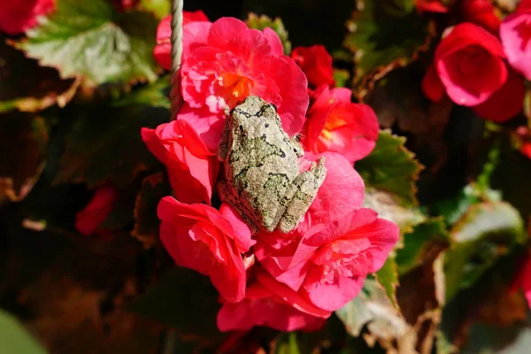Βάτραχος Του Cope Κάθεται Κόκκινα Λουλούδια Μπεγόνια — Φωτογραφία Αρχείου