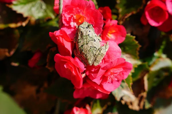 Серая Лягушка Коупа Сидит Красных Цветах Бегонии — стоковое фото