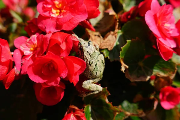 Βάτραχος Του Cope Κάθεται Κόκκινα Λουλούδια Μπεγόνια — Φωτογραφία Αρχείου