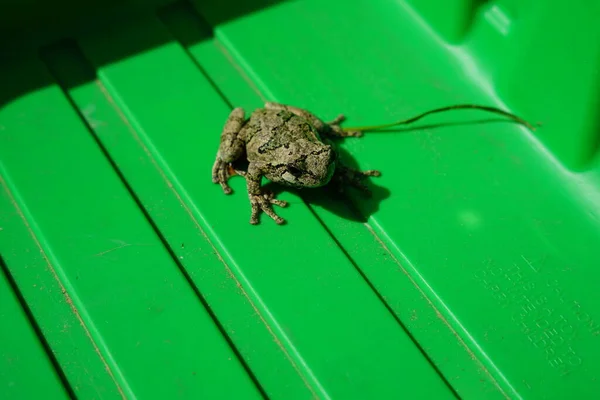 Γκρι Βάτραχος Του Cope Βρέθηκε Έξω Κάθεται Γύρω — Φωτογραφία Αρχείου