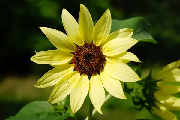 Zitronenkönigin Sonnenblumen Blühen Spätsommer — Stockfoto
