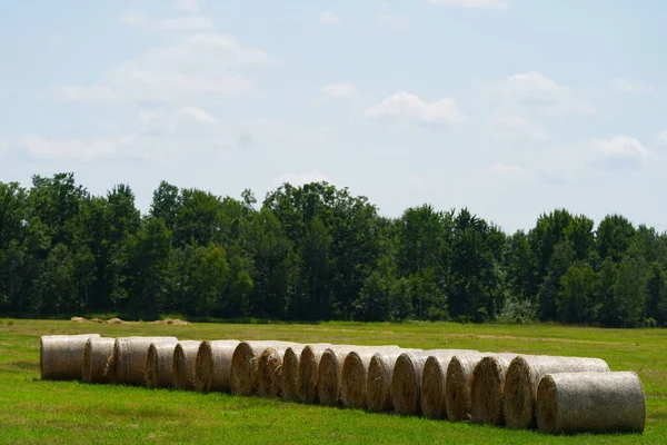 Roll Rolled Hay Bales Sits Farmland Ready Used — Stock Photo, Image