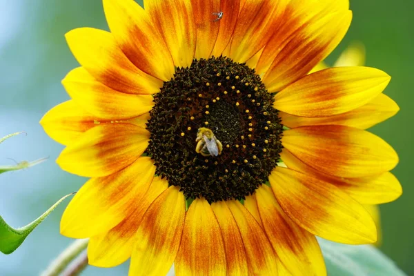 Bumblebee feeds and pollinates Sun flower during the summer.