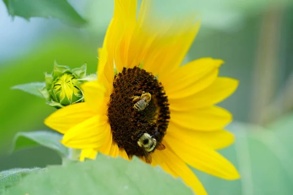 Hummel Ernährt Sich Und Bestäubt Sonnenblumen Sommer — Stockfoto