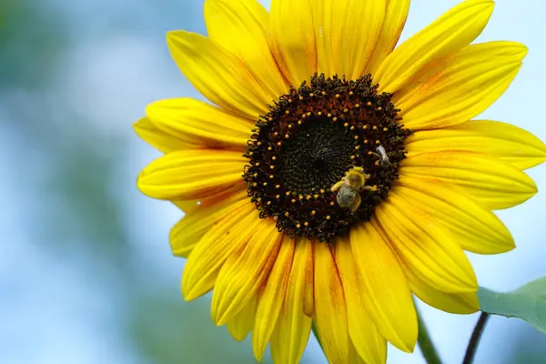 Bumblebee feeds and pollinates Sun flower during the summer.