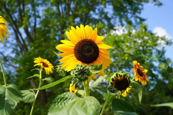 Common Sunflowers Helianthus Annuus Blossomed Summer — Stock Photo, Image