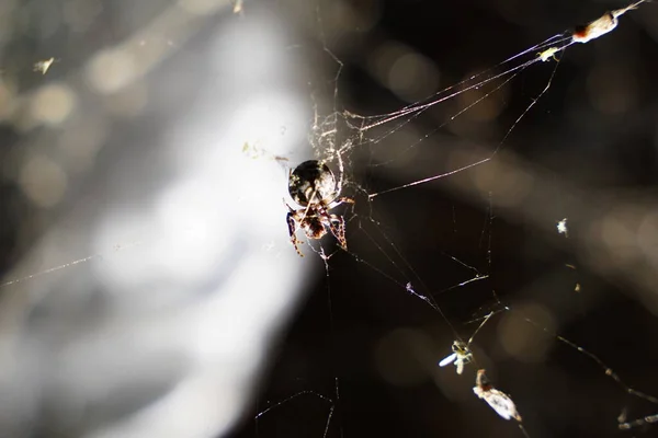 Örümceğin Örümceğe Yakın Çekim — Stok fotoğraf