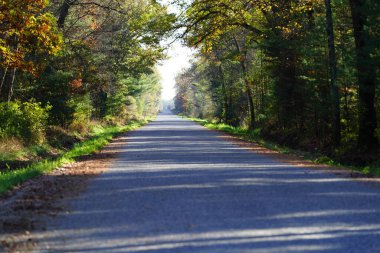 Ormanda sonbahar ağaçları olan bir yol.