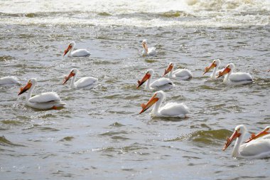 Amerikan beyaz pelikanları Pelecanus erythrorhynchos De Pere, Wisconsin su barajı yakınlarındaki Fox nehrinin sularında takılıyor ve yüzüyor..