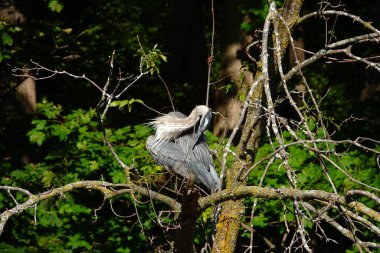 Güzel Büyük Mavi Balıkçıl takılıyor