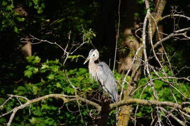 Güzel Büyük Mavi Balıkçıl takılıyor