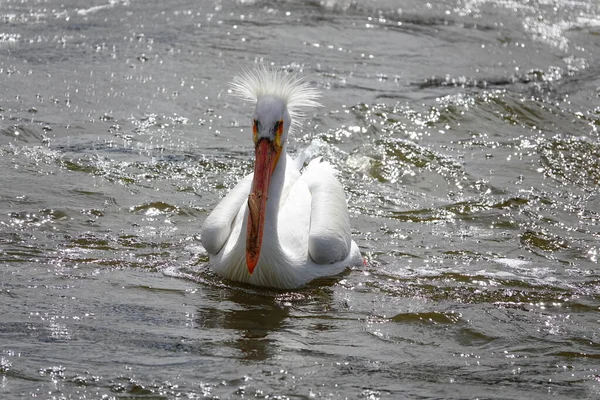 Αμερικανοί Λευκοί Πελεκάνοι Pelecanus Erythrorhynchos Αράζουν Και Κολυμπούν Στα Νερά — Φωτογραφία Αρχείου