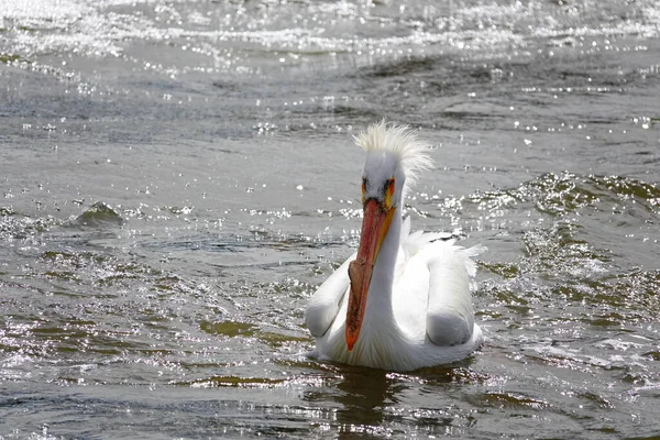 Αμερικανοί Λευκοί Πελεκάνοι Pelecanus Erythrorhynchos Αράζουν Και Κολυμπούν Στα Νερά — Φωτογραφία Αρχείου