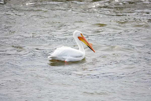 Amerikan beyaz pelikanları Pelecanus erythrorhynchos De Pere, Wisconsin su barajı yakınlarındaki Fox nehrinin sularında takılıyor ve yüzüyor..