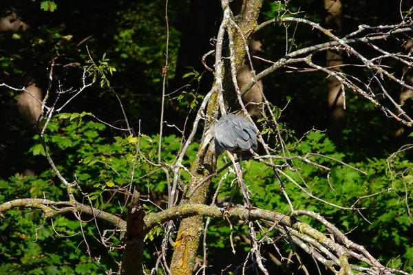 Όμορφη Μεγάλη Blue Heron Παρέα — Φωτογραφία Αρχείου