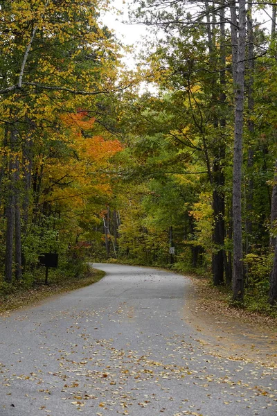 森の道で美しい秋の風景 — ストック写真