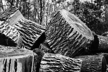 bir ağacın siyah beyaz fotoğrafı