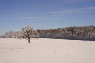 Campbellsport, Wisconsin 'in dışındaki dondurucu kış manzarası