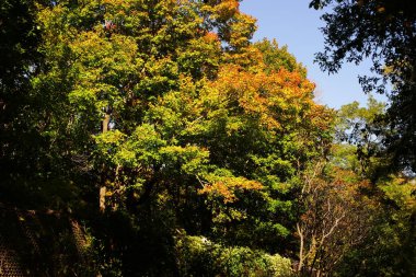Wisconsin, Fond du Lac 'ın dışında gür bir sonbahar renkli orman.