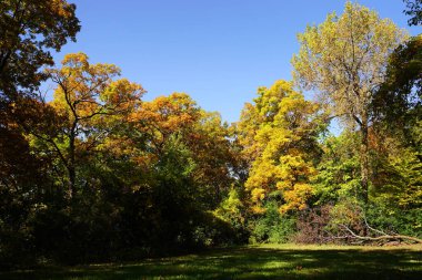 Wisconsin, Fond du Lac 'ın dışında gür bir sonbahar renkli orman.