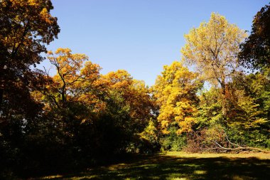 Wisconsin, Fond du Lac 'ın dışında gür bir sonbahar renkli orman.