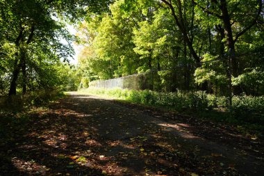 Wisconsin, Fond du Lac 'ın dışında gür bir sonbahar renkli orman.