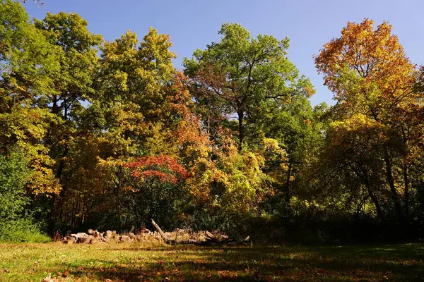 Une Forêt Luxuriante Couleur Automne Extérieur Fond Lac Wisconsin — Photo