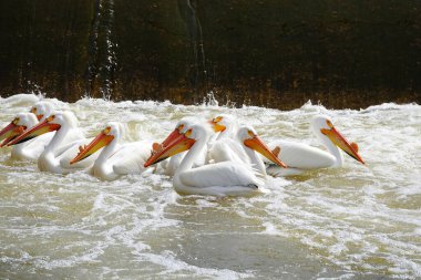 Amerikan beyaz pelikanları Pelecanus erythrorhynchos De Pere, Wisconsin su barajı yakınlarındaki Fox nehrinin sularında takılıyor ve yüzüyor..