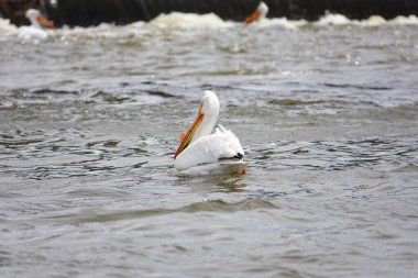 Amerikan beyaz pelikanları Pelecanus erythrorhynchos De Pere, Wisconsin su barajı yakınlarındaki Fox nehrinin sularında takılıyor ve yüzüyor..